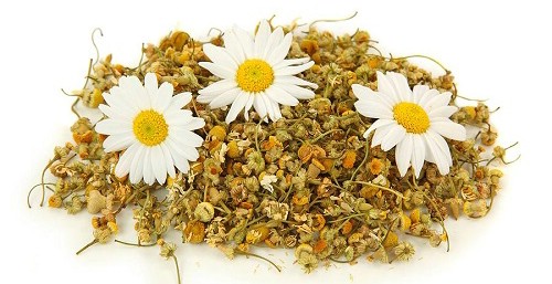 Vị Thuốc Cúc Hoa - Thuốc Hay Chọn Lọc Thông Tin